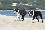 BOSTON TERRIER 308